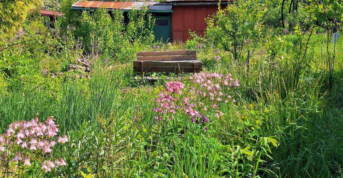 Overgrown land